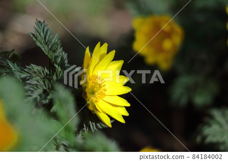 帶來幸福的花朵 帶來幸福的花朵 84184002