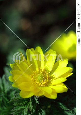 Flowers that bring happiness Flowers that bring happiness 84184027