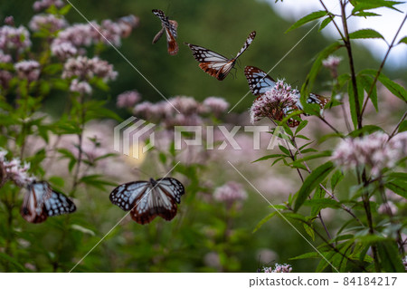 Misugi Town, Tsu City, Mie Prefecture Chestnut tiger and Fujibakama 84184217