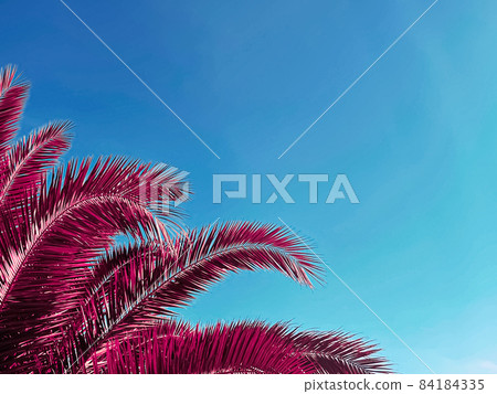 Pop art and tropical nature concept. Red palm tree leaves and blue sky as vintage summer background Pop art and tropical nature concept. Red palm tree leaves and blue sky as vintage summer background 84184335