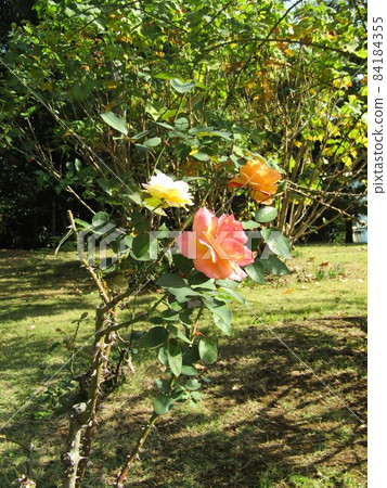 三洋美狄亞花卉博物館後院粉紅色和奶油色玫瑰花 84184355