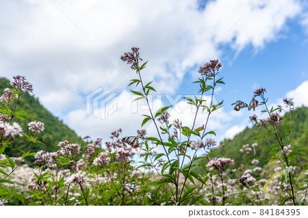 Misugi Town, Tsu City, Mie Prefecture Chestnut tiger and Fujibakama 84184395