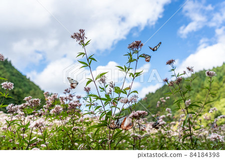 Misugi Town, Tsu City, Mie Prefecture Chestnut tiger and Fujibakama Misugi Town, Tsu City, Mie Prefecture Chestnut tiger and Fujibakama 84184398