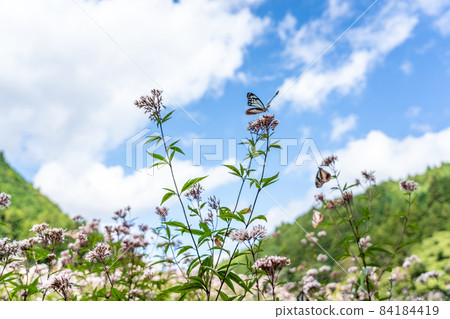 三重縣津市美杉町栗虎和藤箱 84184419