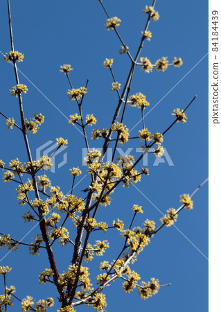 Sanshuyu in the garden 84184439