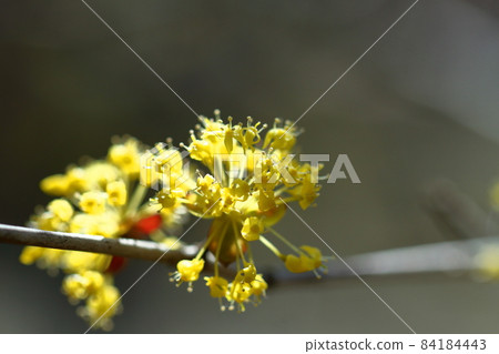 Sanshuyu in the garden 84184443