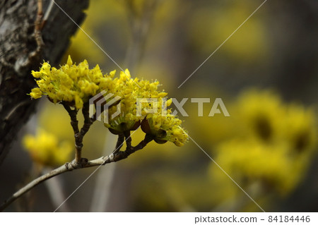 Sanshuyu在花園裡 84184446