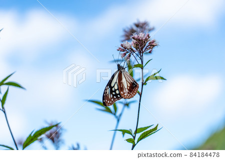 三重縣津市美杉町栗虎和藤箱 84184478