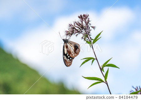 三重縣津市美杉町栗虎和藤箱 三重縣津市美杉町栗虎和藤箱 84184479