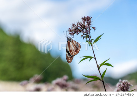 三重縣津市美杉町栗虎和藤箱 三重縣津市美杉町栗虎和藤箱 84184480