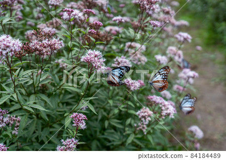 Misugi Town, Tsu City, Mie Prefecture Chestnut tiger and Fujibakama Misugi Town, Tsu City, Mie Prefecture Chestnut tiger and Fujibakama 84184489