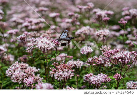Misugi Town, Tsu City, Mie Prefecture Chestnut tiger and Fujibakama 84184540