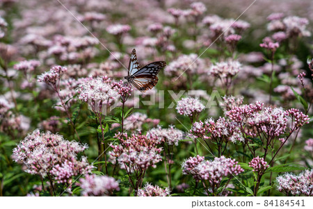 三重縣津市美杉町栗虎和藤箱 三重縣津市美杉町栗虎和藤箱 84184541