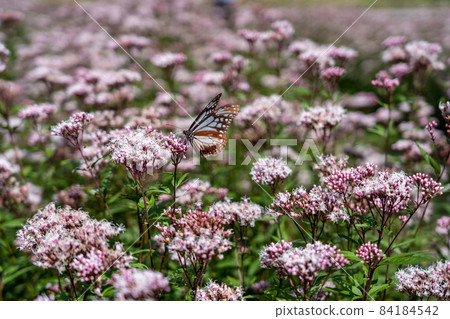 三重縣津市美杉町栗虎和藤箱 84184542