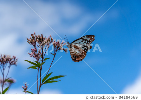 三重縣津市美杉町栗虎和藤箱 三重縣津市美杉町栗虎和藤箱 84184569