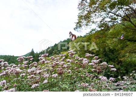 三重縣津市美杉町栗虎和藤箱 三重縣津市美杉町栗虎和藤箱 84184607