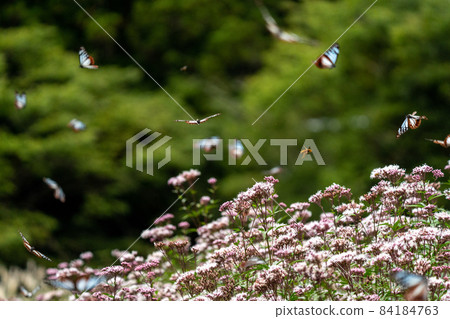 三重縣津市美杉町栗虎和藤箱 三重縣津市美杉町栗虎和藤箱 84184763