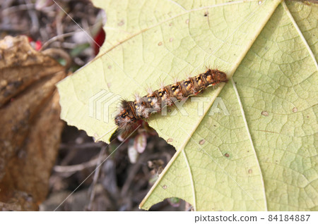 Knot grass larva Knot grass larva 84184887