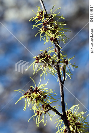 首先開花的花 首先開花的花 84184914