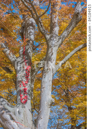 櫸樹和常春藤紅葉[Agatanomori Park] 84184915
