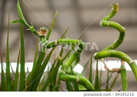 Beautiful green plants in pots close-up. 84185218