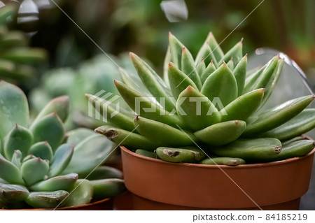 Beautiful succulents in pots. Blooming cactus close-up. 84185219