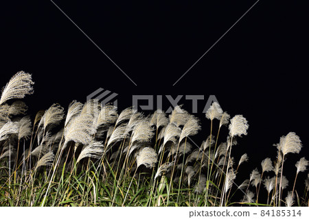 [Autumn image] Japanese pampas grass swaying in the wind. Black background. 84185314