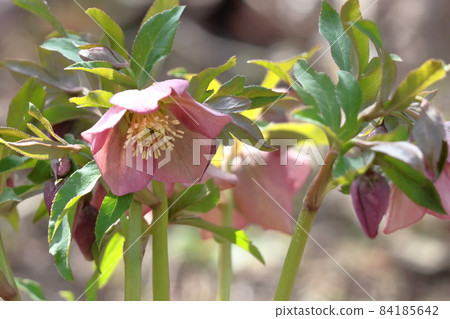 Winter lady 84185642