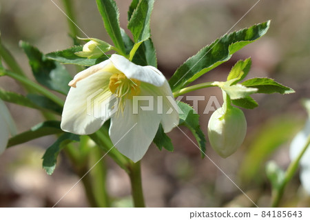 Winter lady Winter lady 84185643