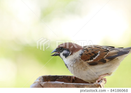 Sparrow spring came to the feeding ground Sparrow spring came to the feeding ground 84186068