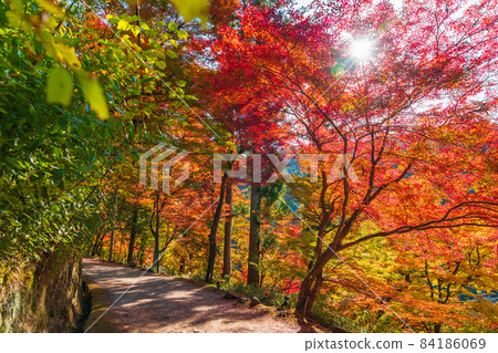 Korankei Gorge in Autumn <Toyota City, Aichi Prefecture> 84186069