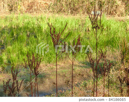 Penthorum withered in early winter Penthorum withered in early winter 84186085
