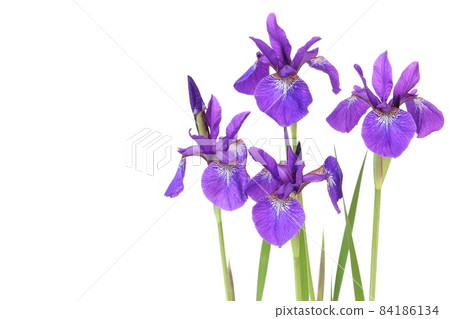 Ayame Japanese flower purple white background Ayame Japanese flower purple white background 84186134