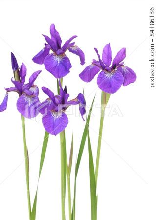 Ayame 日本花紫色白色背景 84186136