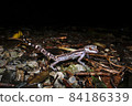 Kuroiwa's ground lizard walking in the forest at night (southern part of the main island of Okinawa) 84186339