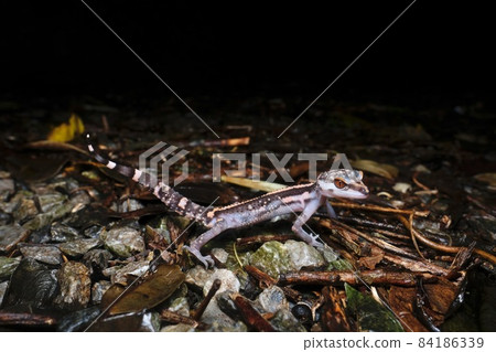 Kuroiwa's ground lizard walking in the forest at night (southern part of the main island of Okinawa) 84186339