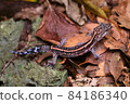 Kuroiwa's ground lizard walking on dead leaves (southern part of the main island of Okinawa) 84186340