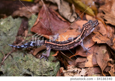 Kuroiwa's ground lizard walking on dead leaves (southern part of the main island of Okinawa) Kuroiwa's ground lizard walking on dead leaves (southern part of the main island of Okinawa) 84186340