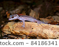 Kuroiwa's ground lizard riding on a dead tree (southern part of the main island of Okinawa) 84186341