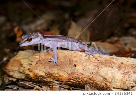 Kuroiwa's ground lizard riding on a dead tree (southern part of the main island of Okinawa) 84186341