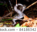 Kuroiwa's ground lizard tail (northern part of the main island of Okinawa) 84186342