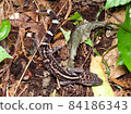 Protective color Kuroiwa's ground lizard seen from above (northern part of the main island of Okinawa) 84186343