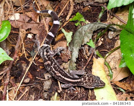 Protective color Kuroiwa's ground lizard seen from above (northern part of the main island of Okinawa) 84186343