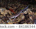 Kuroiwa's ground lizard walking in the forest at night (northern part of the main island of Okinawa) 84186344