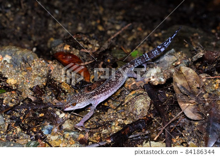 Kuroiwa's ground lizard walking in the forest at night (northern part of the main island of Okinawa) 84186344