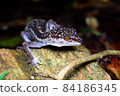 Kuroiwa's ground lizard riding on a rock (northern part of the main island of Okinawa) 84186345