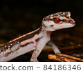 Profile up of Kuroiwa's ground lizard (southern part of Okinawa main island) 84186346