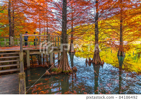 Autumn Green Pier Kasugai, Bald Cypress Autumn Leaves <Kasugai City, Aichi Prefecture> 84186492