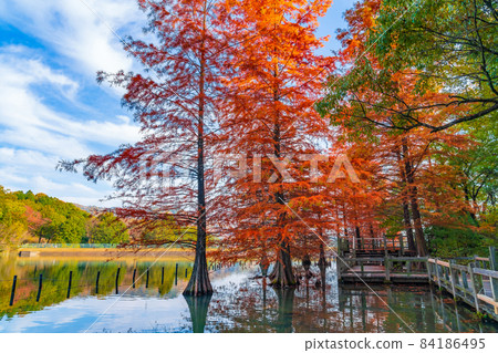 秋天的綠色碼頭春日井,禿柏秋葉 <愛知縣春日井市> 秋天的綠色碼頭春日井,禿柏秋葉 <愛知縣春日井市> 84186495