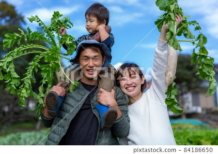 家庭土豆挖掘，紅薯田收穫 84186650